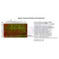 U-Blot® Histone H3 (Di Methyl Lys27) Rabbit Monoclonal Antibody – Figure 1 of 2