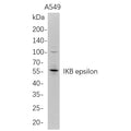U-Blot® IKB epsilon Rabbit Monoclonal Antibody – Figure 1 of 1