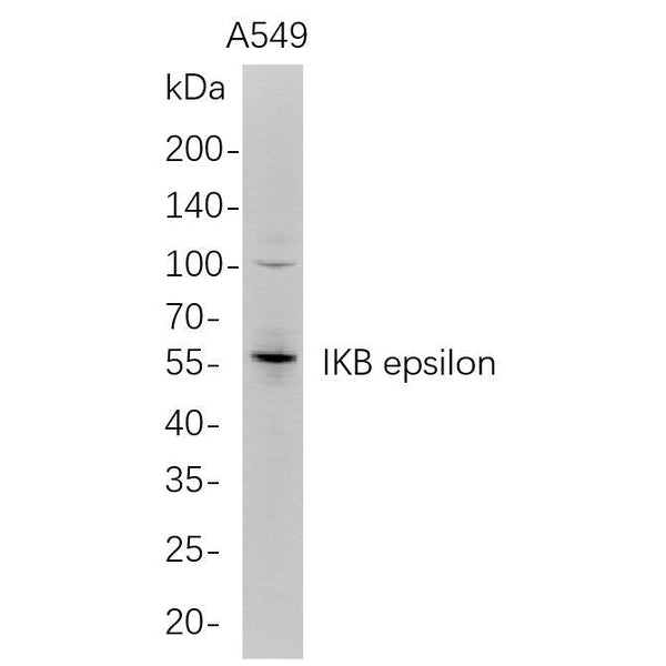 U-Blot® IKB epsilon Rabbit Monoclonal Antibody – Figure 1 of 1