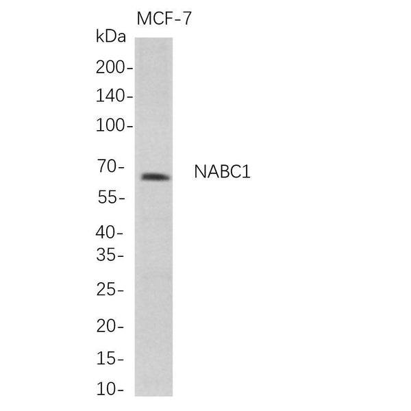 U-Blot® NABC1 Rabbit Monoclonal Antibody – Figure 1 of 1
