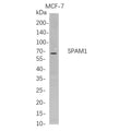 U-Blot® SPAM1 Rabbit Monoclonal Antibody – Figure 1 of 1