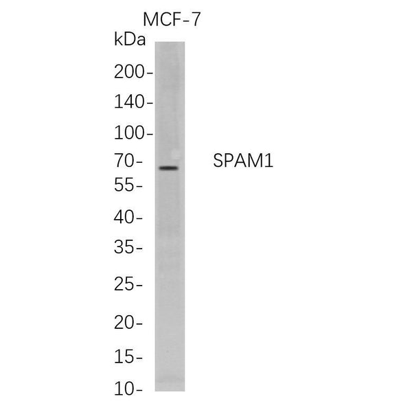 U-Blot® SPAM1 Rabbit Monoclonal Antibody – Figure 1 of 1