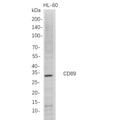 U-Blot® CD89 Rabbit Monoclonal Antibody – Figure 1 of 1