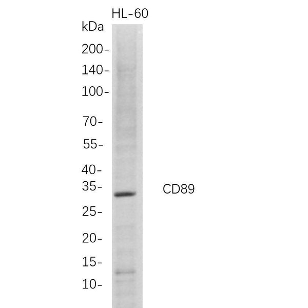 U-Blot® CD89 Rabbit Monoclonal Antibody – Figure 1 of 1