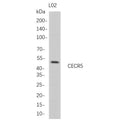 U-Blot® CECR5 Rabbit Monoclonal Antibody – Figure 1 of 1