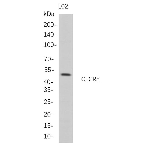 U-Blot® CECR5 Rabbit Monoclonal Antibody – Figure 1 of 1