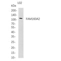U-Blot® FAM160A2 Rabbit Monoclonal Antibody – Figure 1 of 1