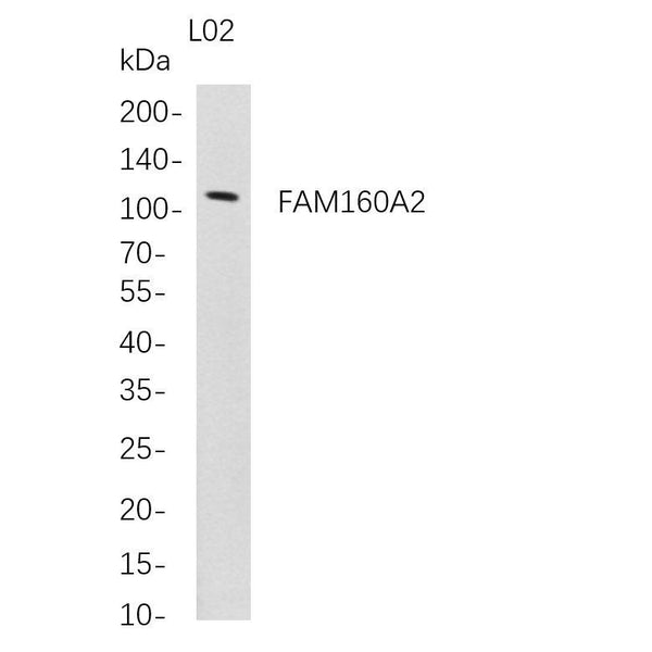 U-Blot® FAM160A2 Rabbit Monoclonal Antibody – Figure 1 of 1