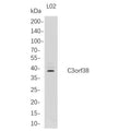 U-Blot® C3orf38 Rabbit Monoclonal Antibody – Figure 1 of 1