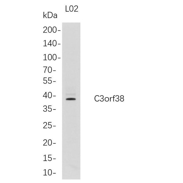 U-Blot® C3orf38 Rabbit Monoclonal Antibody – Figure 1 of 1