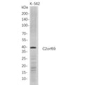 U-Blot® C2orf69 Rabbit Monoclonal Antibody – Figure 1 of 1