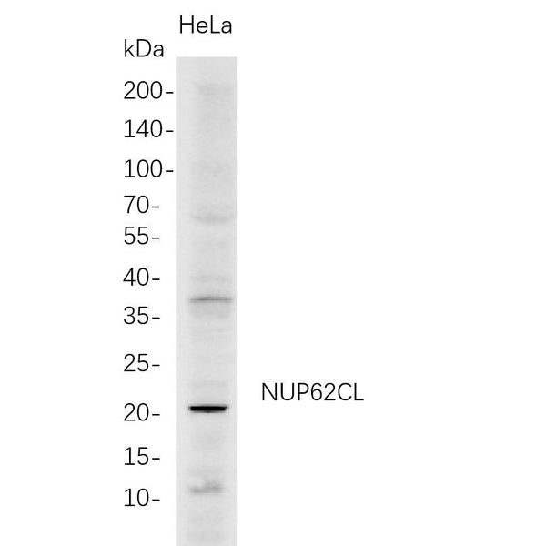U-Blot® NUP62CL Rabbit Monoclonal Antibody – Figure 1 of 1