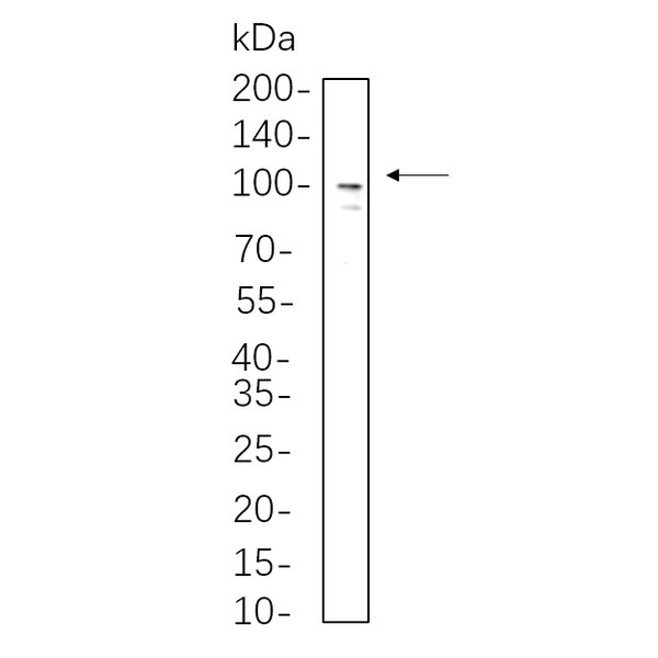U-Blot® Sodium Potassium ATPase Rabbit Monoclonal Antibody – Figure 1 of 1