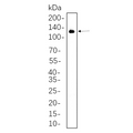 U-Blot® VCAM1 Rabbit Monoclonal Antibody – Figure 1 of 1
