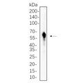 U-Blot® RAGE Rabbit Monoclonal Antibody – Figure 1 of 1
