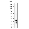 U-Blot® MTCO2 rabbit Rabbit Monoclonal Antibody – Figure 1 of 1