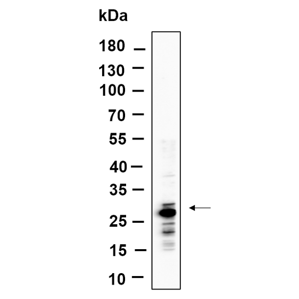 U-Blot® MTCO2 rabbit Rabbit Monoclonal Antibody – Figure 1 of 1