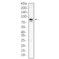 U-Blot® MFN1 Rabbit Monoclonal Antibody – Figure 1 of 1