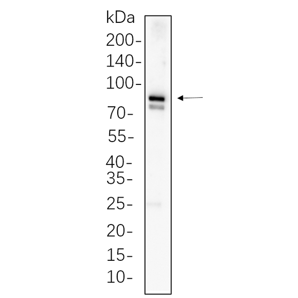 U-Blot® MFN1 Rabbit Monoclonal Antibody – Figure 1 of 1