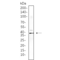 U-Blot® Synaptophysin Rabbit Monoclonal Antibody – Figure 1 of 1
