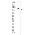 U-Blot® Actinin-α2 Rabbit Monoclonal Antibody – Figure 1 of 1
