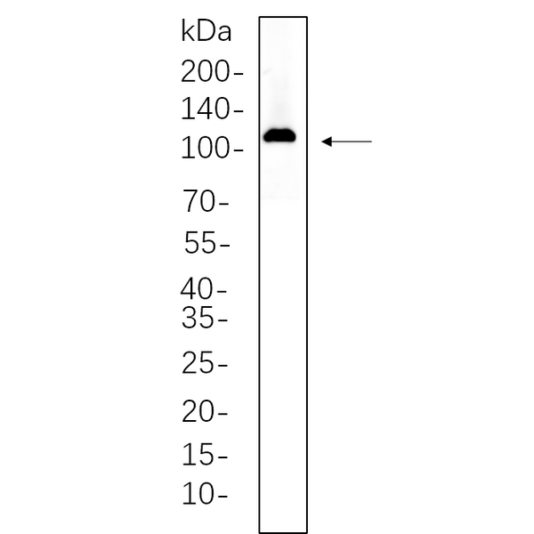 U-Blot® Actinin-α2 Rabbit Monoclonal Antibody – Figure 1 of 1