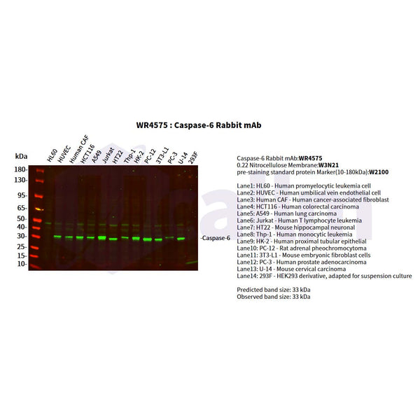 U-Blot® Caspase-6 Rabbit Monoclonal Antibody – Figure 1 of 2
