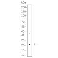 U-Blot® CD90 Rabbit Monoclonal Antibody – Figure 1 of 1