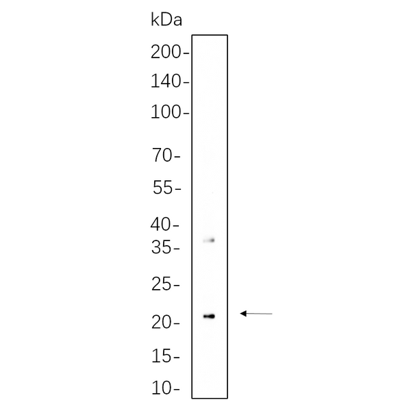 U-Blot® CD90 Rabbit Monoclonal Antibody – Figure 1 of 1