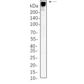 U-Blot® MAP2 Rabbit Monoclonal Antibody – Figure 1 of 1