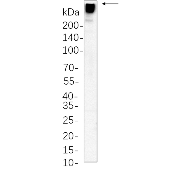 U-Blot® MAP2 Rabbit Monoclonal Antibody – Figure 1 of 1
