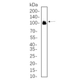 U-Blot® Glutamate Receptor 1 Rabbit Monoclonal Antibody – Figure 1 of 1