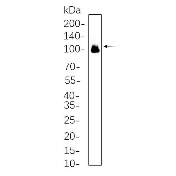 U-Blot® Glutamate Receptor 1 Rabbit Monoclonal Antibody – Figure 1 of 1