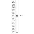 U-Blot® NeuN Rabbit Monoclonal Antibody – Figure 1 of 1