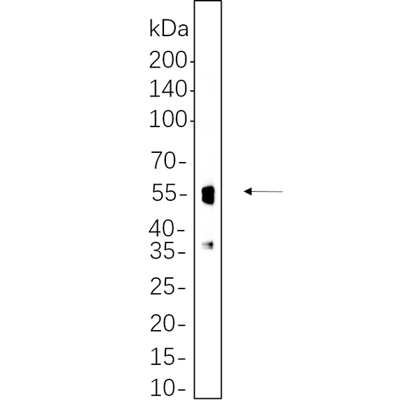 U-Blot® NeuN Rabbit Monoclonal Antibody – Figure 1 of 1