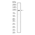 U-Blot® AGO2 Rabbit Monoclonal Antibody – Figure 1 of 1