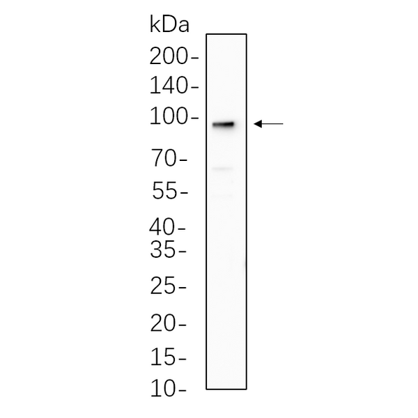 U-Blot® AGO2 Rabbit Monoclonal Antibody – Figure 1 of 1
