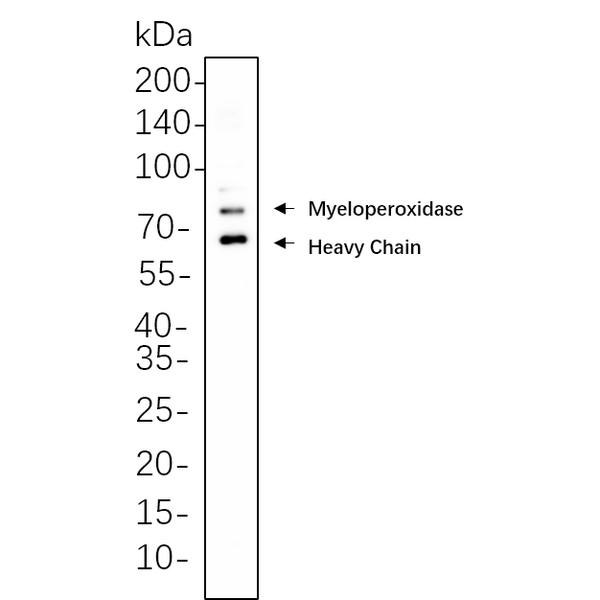 U-Blot® Myeloperoxidase Rabbit Monoclonal Antibody – Figure 1 of 1