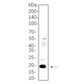 U-Blot® Claudin 3 Rabbit Monoclonal Antibody – Figure 1 of 1