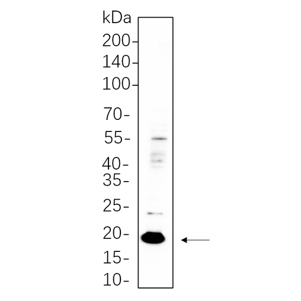 U-Blot® Claudin 3 Rabbit Monoclonal Antibody – Figure 1 of 1