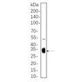 U-Blot® DARPP-32 Rabbit Monoclonal Antibody – Figure 1 of 1