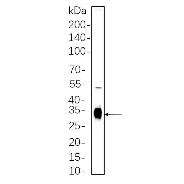 U-Blot® DARPP-32 Rabbit Monoclonal Antibody – Figure 1 of 1