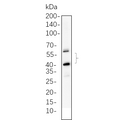 U-Blot® JNK2 Rabbit Monoclonal Antibody – Figure 1 of 1