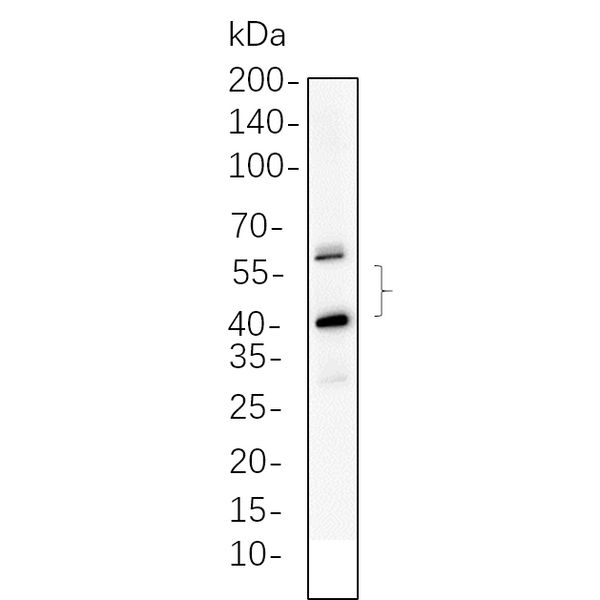 U-Blot® JNK2 Rabbit Monoclonal Antibody – Figure 1 of 1