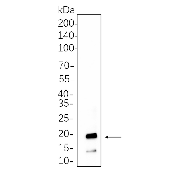 U-Blot® Synuclein-α Rabbit Monoclonal Antibody – Figure 1 of 1