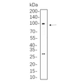 U-Blot® Nrf2 Rabbit Monoclonal Antibody – Figure 1 of 1
