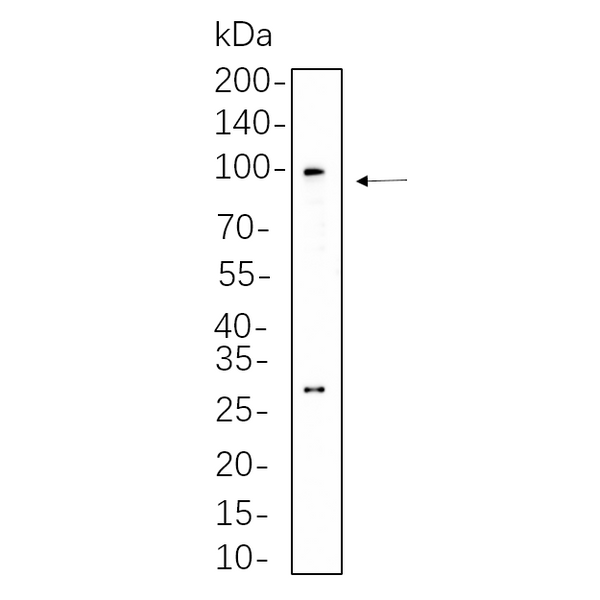 U-Blot® Nrf2 Rabbit Monoclonal Antibody – Figure 1 of 1