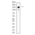 U-Blot® CD163 Rabbit Monoclonal Antibody – Figure 1 of 1