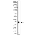 U-Blot® HES1 Rabbit Monoclonal Antibody – Figure 1 of 1