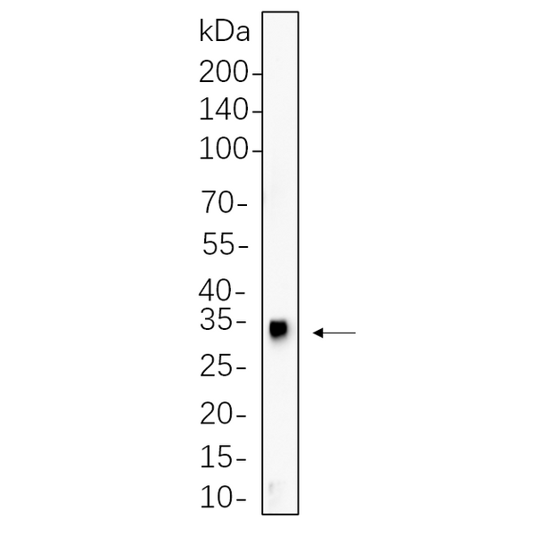 U-Blot® HES1 Rabbit Monoclonal Antibody – Figure 1 of 1